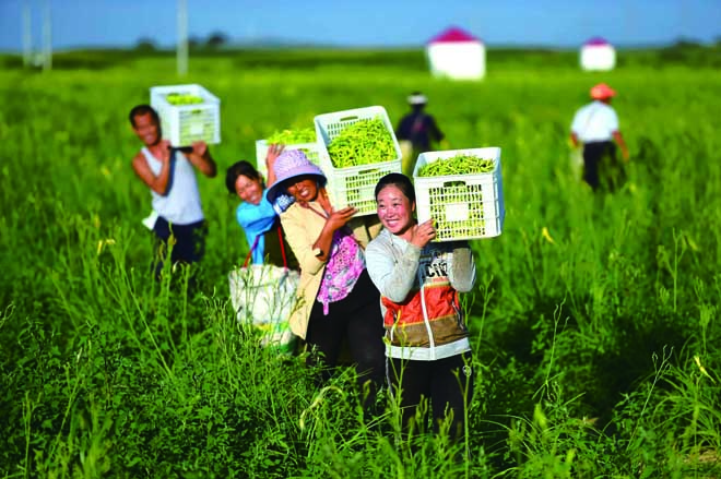云州區遍地黃花遍地金 喜迎黃花豐收季